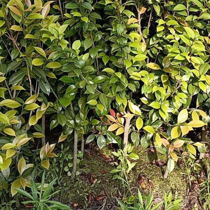 茶花批发地径2～3公分精品茶花小苗40~60高