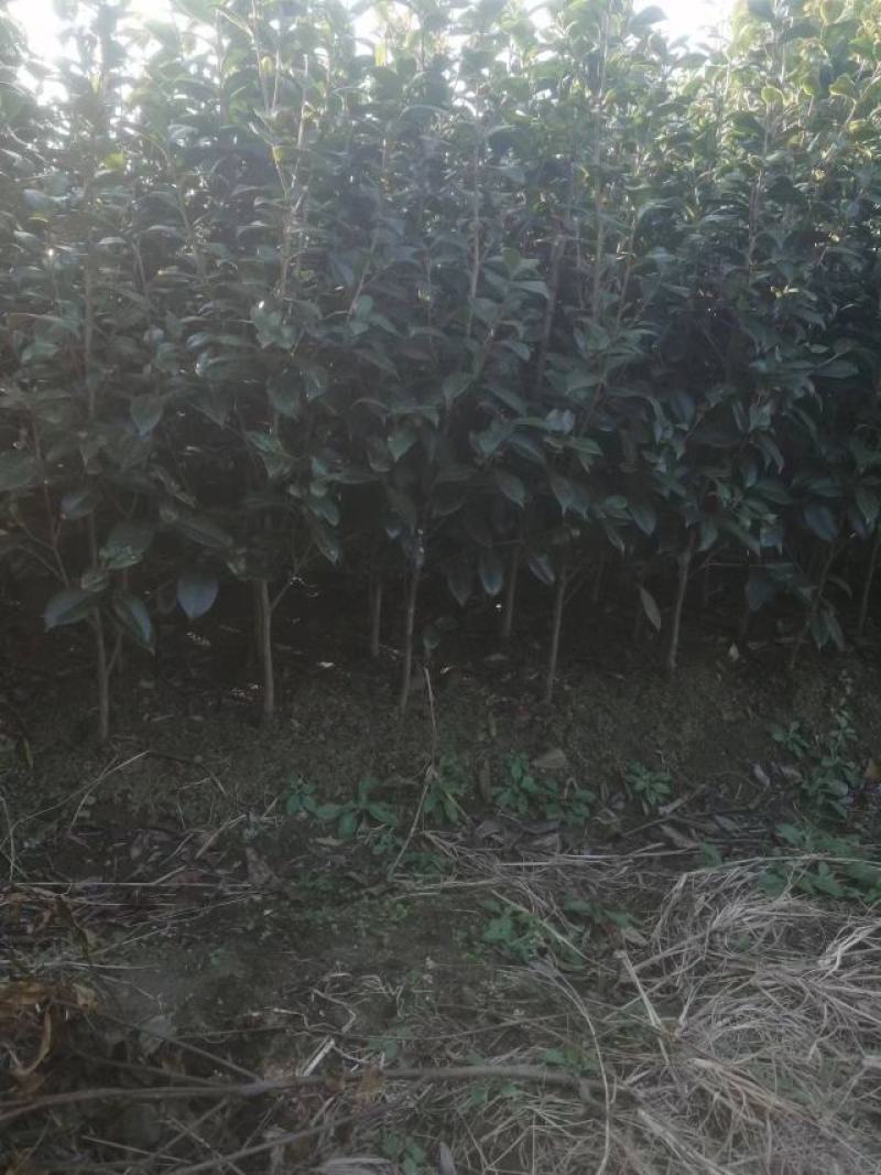 茶花批发地径2～3公分精品茶花小苗40~60高