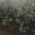 茶花批发地径2～3公分精品茶花小苗40~60高
