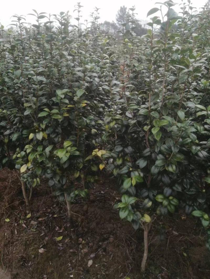 茶花批发地径2～3公分精品茶花小苗40~60高