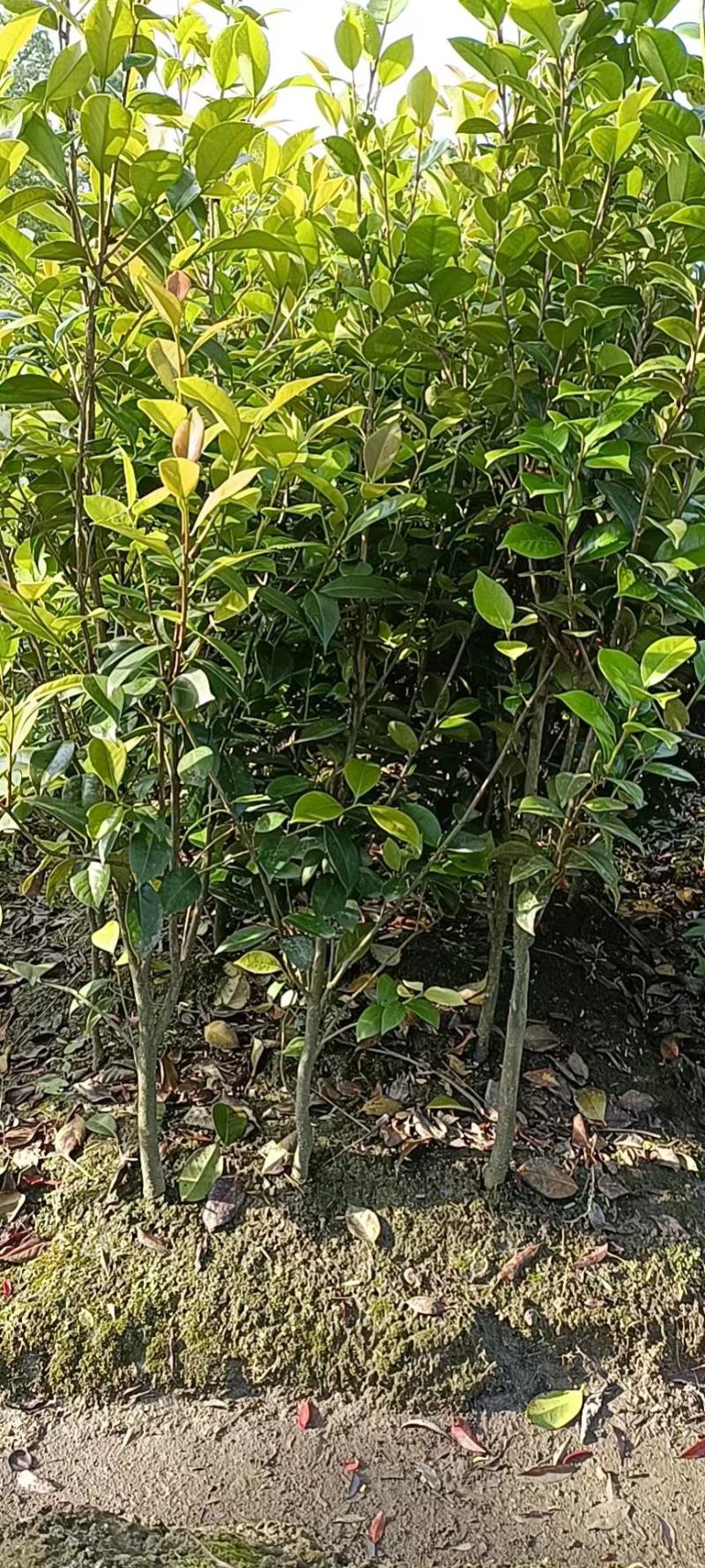 茶花批发地径2～3公分精品茶花小苗40~60高