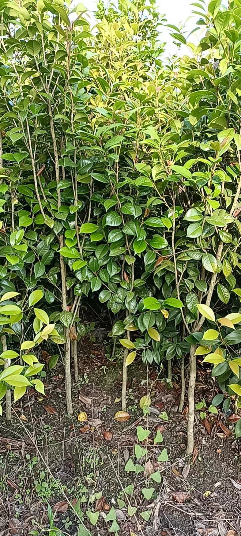 茶花批发地径2～3公分精品茶花小苗40~60高