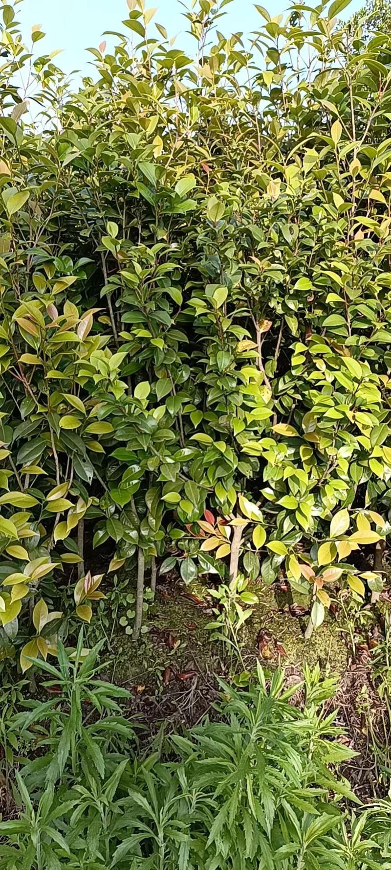 茶花批发地径2～3公分精品茶花小苗40~60高