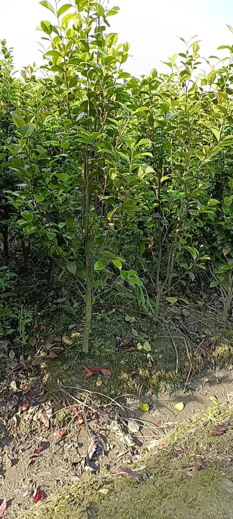 茶花批发地径2～3公分精品茶花小苗40~60高