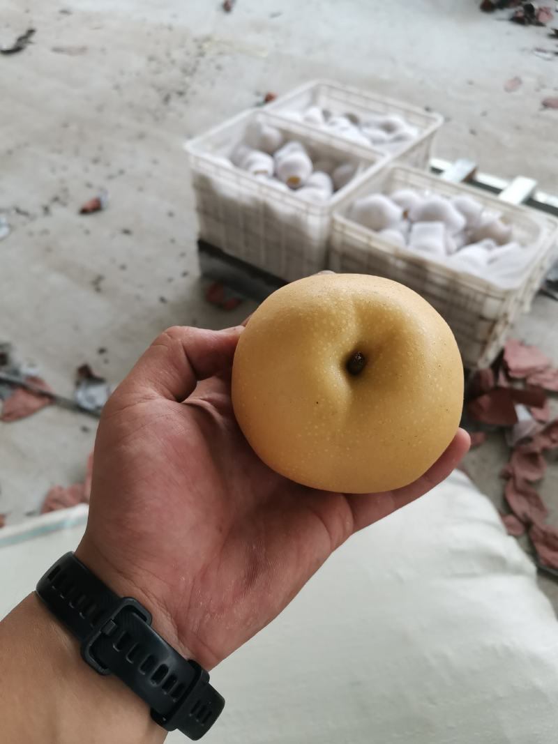 丰水梨海量货源大量供应商超市场多多仓美团仓电商一件代发