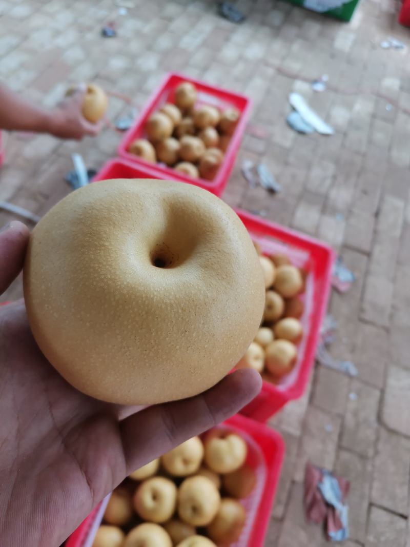 丰水梨海量货源大量供应商超市场多多仓美团仓电商一件代发