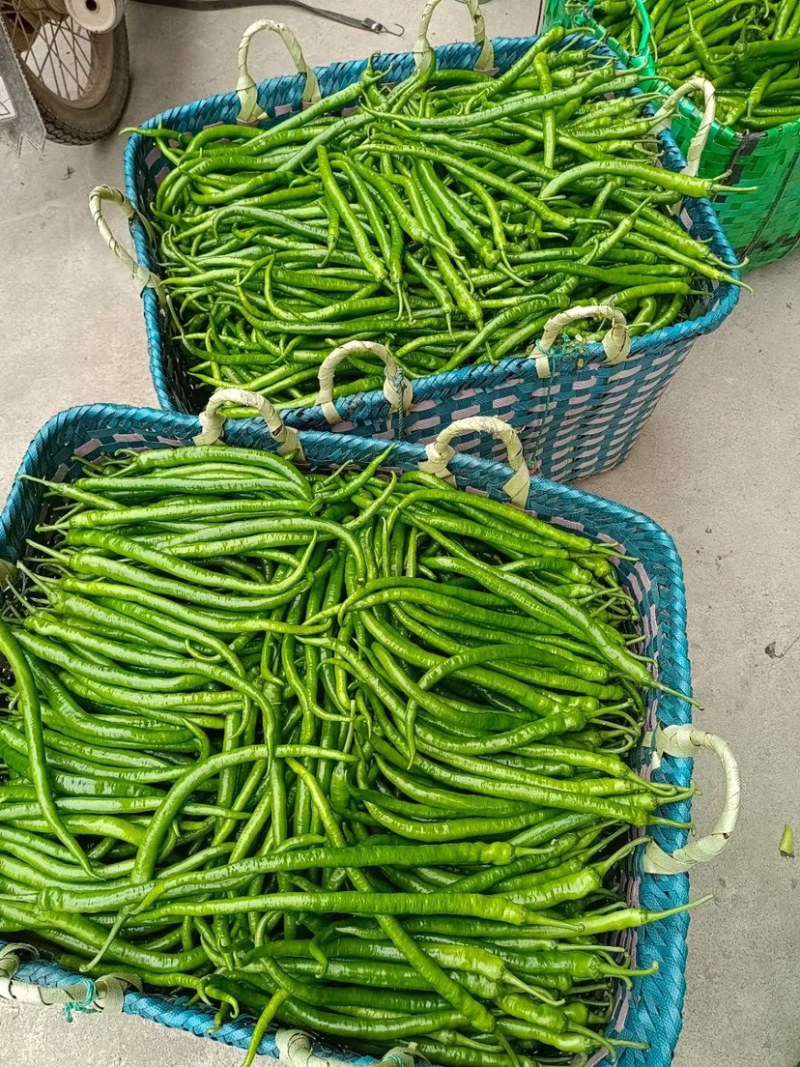 3号线椒，8号线椒，螺丝椒质量保证诚信基地直发
