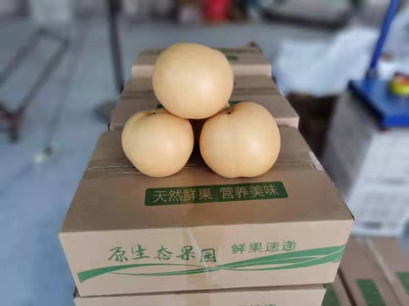 丰水梨常年供应无痕一件代发电商直播带货多多仓美团仓市场