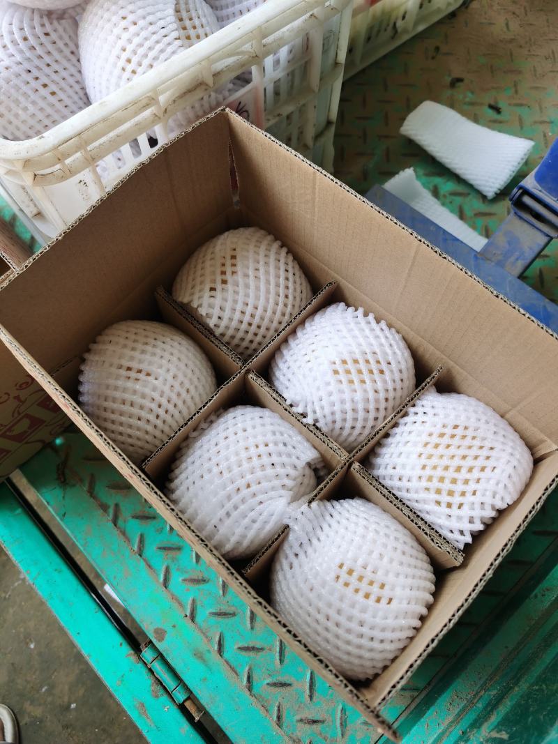 丰水梨常年供应无痕一件代发电商直播带货多多仓美团仓市场