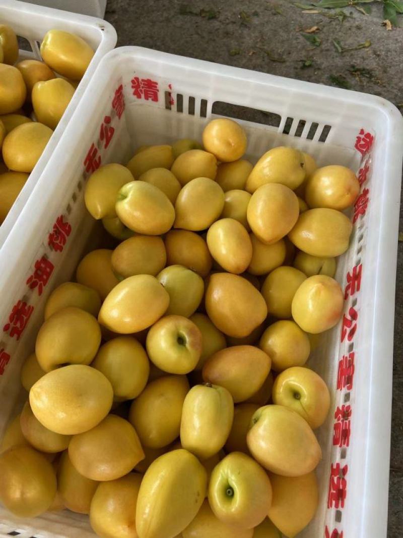 山东冠县大棚中油4号大量供应市场超市社区团购全渠道对接