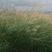 牧草野芒草种子四季种南方北方种植野草植物易种草籽护坡草