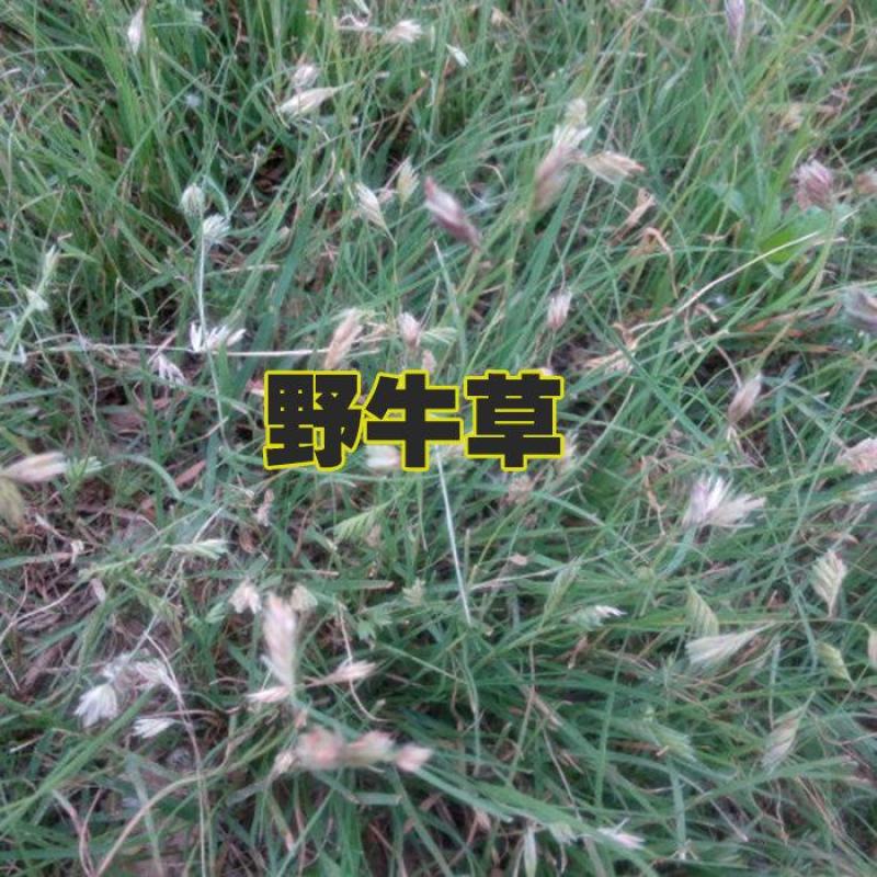 野牛草籽草坪草种籽矮生野牛草种子四季长青耐旱耐寒草