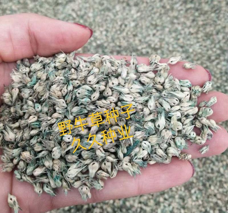 野牛草籽草坪草种籽矮生野牛草种子四季长青耐旱耐寒草