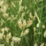 野牛草籽草坪草种籽矮生野牛草种子四季长青耐旱耐寒草