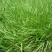 野牛草籽草坪草种籽矮生野牛草种子四季长青耐旱耐寒草