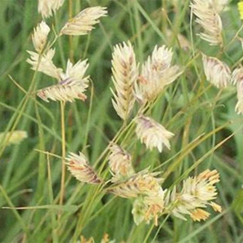 野牛草籽草坪草种籽矮生野牛草种子四季长青耐旱耐寒草
