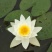 睡莲、红、黄、白、紫等、耐低温、大量供应