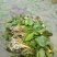 荇菜、萍逢草、水鳖、野生睡莲、水生植物、
