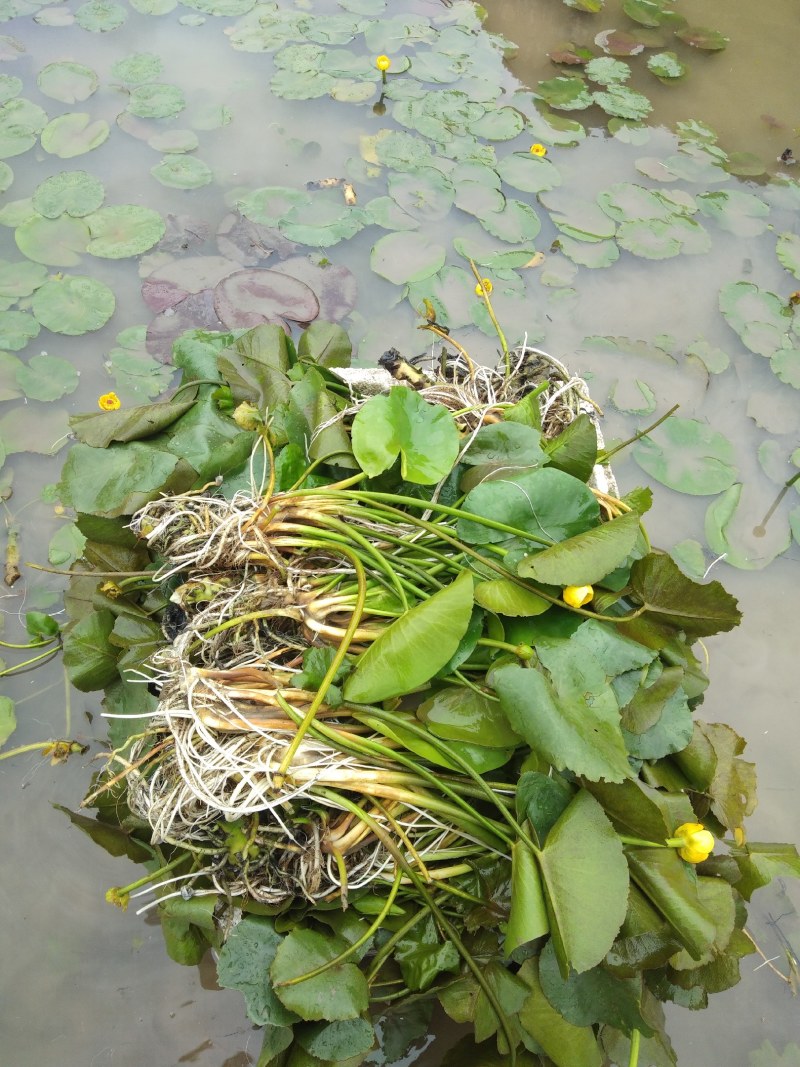 荇菜、萍逢草、水鳖、野生睡莲、水生植物、