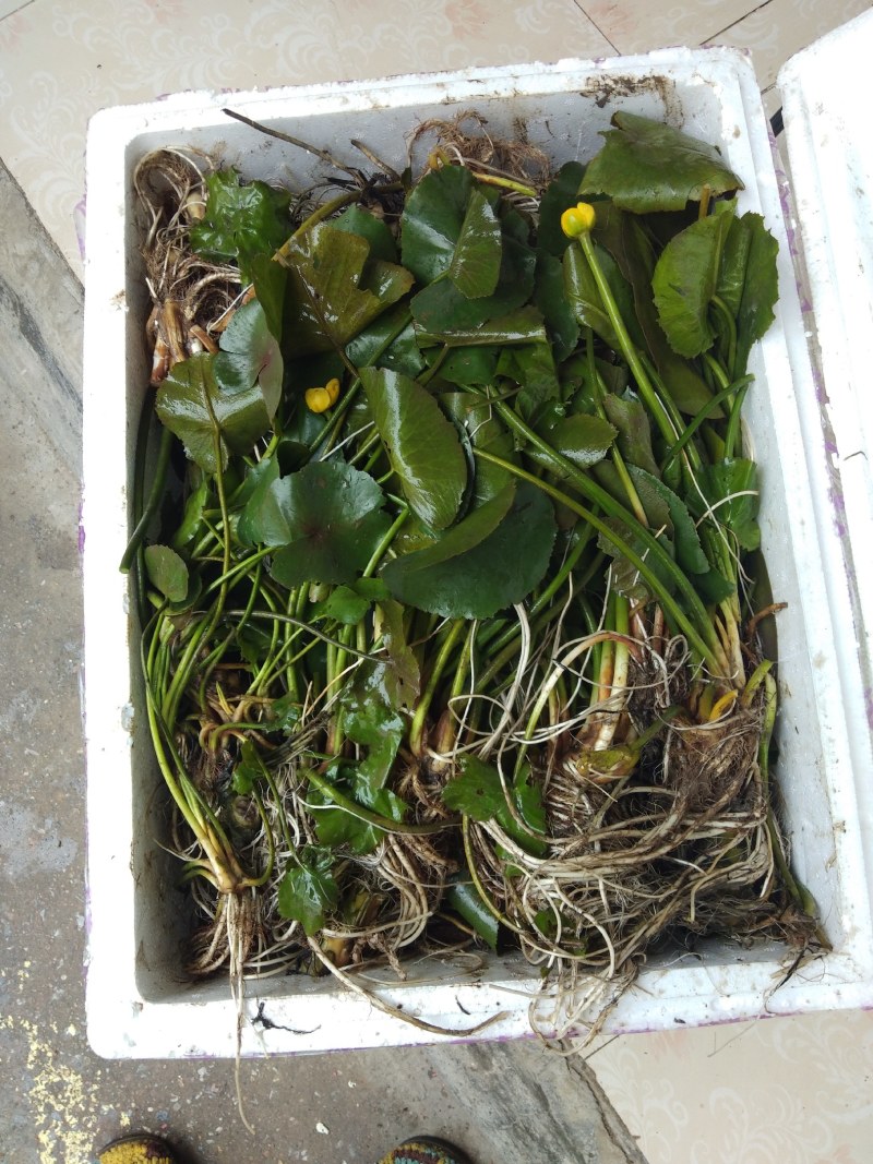 荇菜、萍逢草、水鳖、野生睡莲、水生植物、