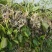 荇菜、萍逢草、水鳖、野生睡莲、水生植物、