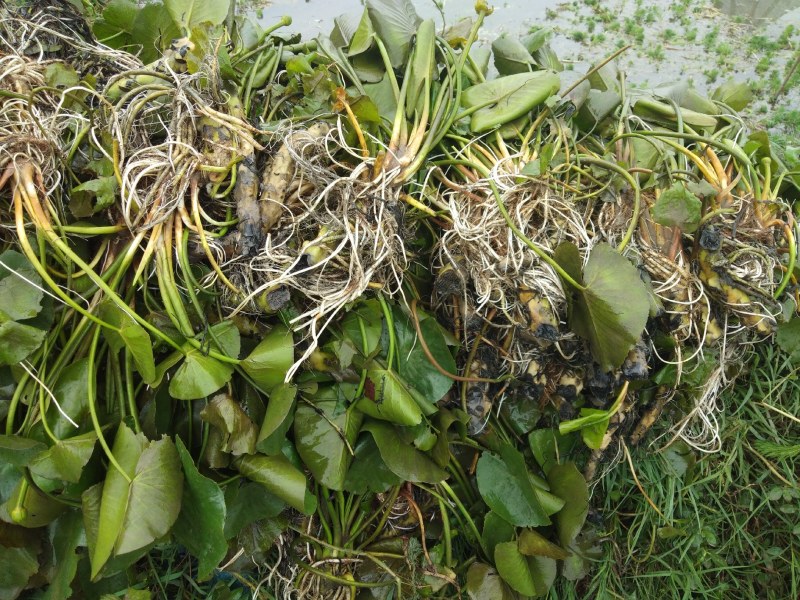 荇菜、萍逢草、水鳖、野生睡莲、水生植物、
