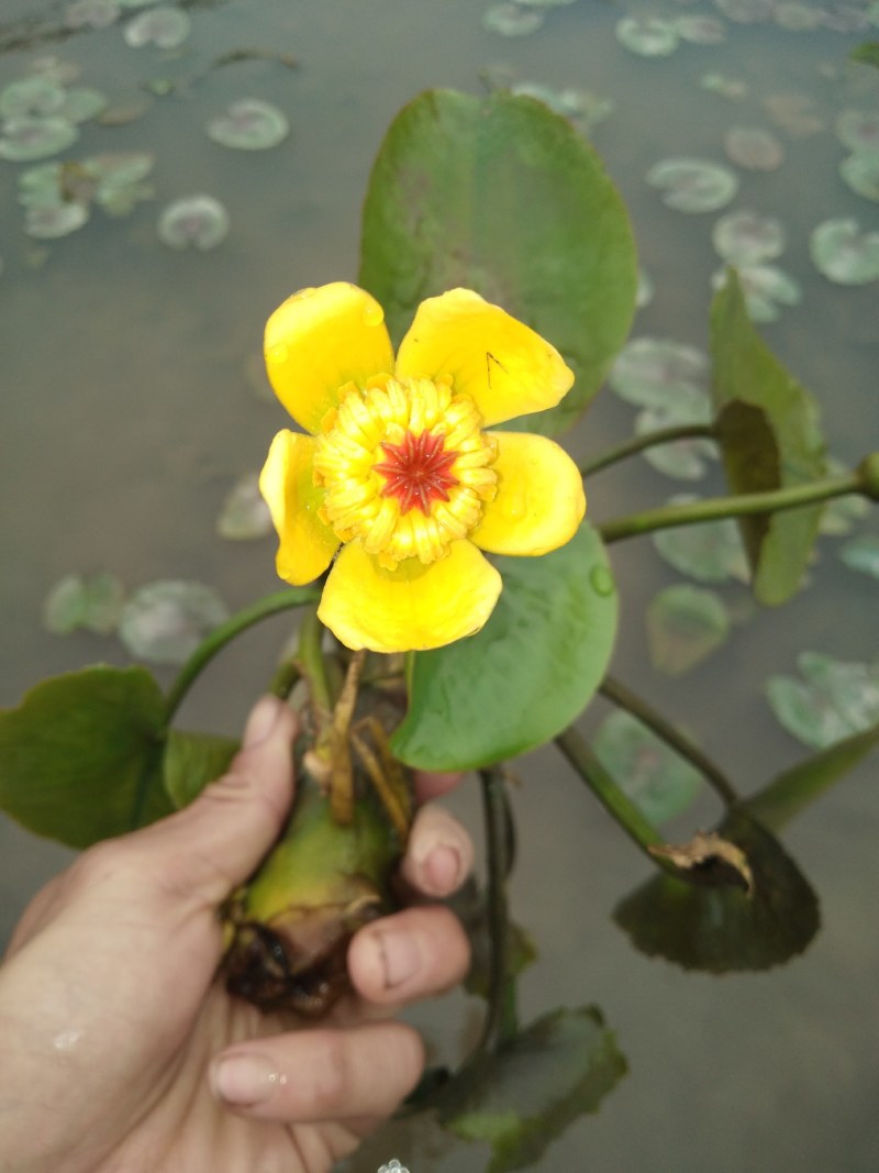荇菜、萍逢草、水鳖、野生睡莲、水生植物、