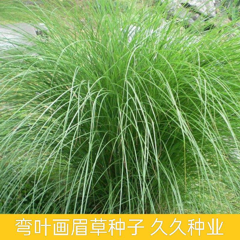 优质草坪弯叶画眉草种子护坡草坪耐寒耐旱性很强耐炎热种籽