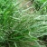 优质草坪弯叶画眉草种子护坡草坪耐寒耐旱性很强耐炎热种籽