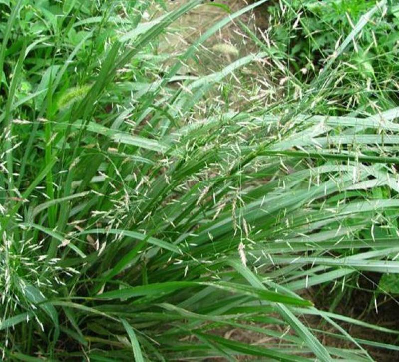 优质草坪弯叶画眉草种子护坡草坪耐寒耐旱性很强耐炎热种籽