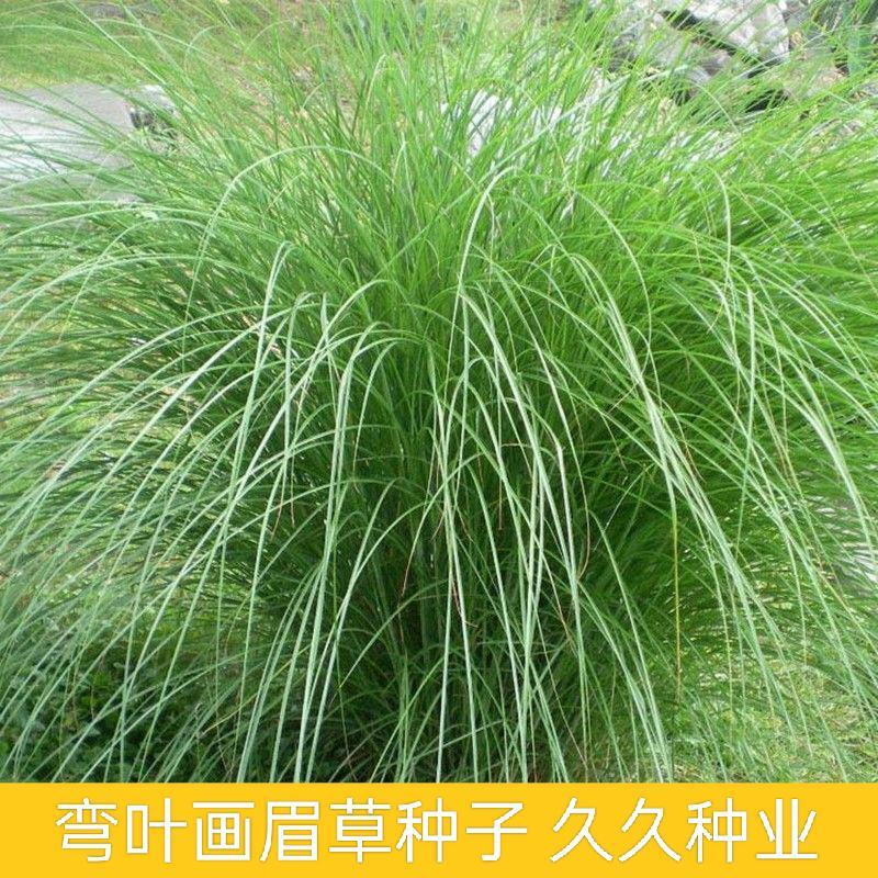 优质草坪弯叶画眉草种子护坡草坪耐寒耐旱性很强耐炎热种籽