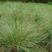 优质草坪弯叶画眉草种子护坡草坪耐寒耐旱性很强耐炎热种籽