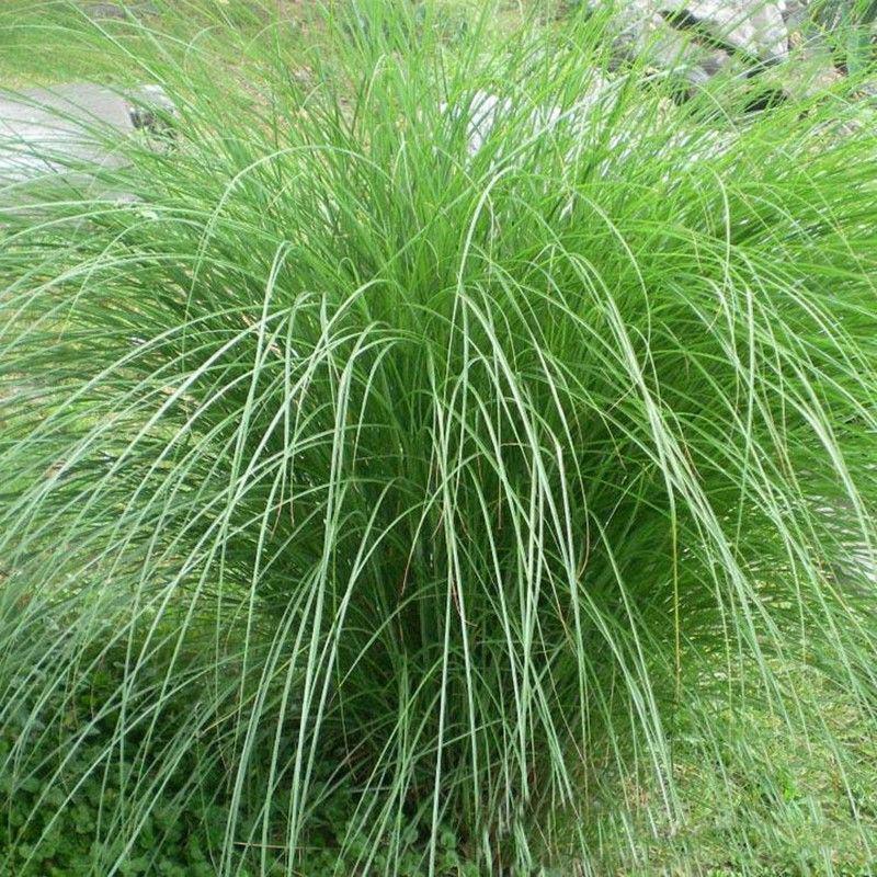 优质草坪弯叶画眉草种子护坡草坪耐寒耐旱性很强耐炎热种籽