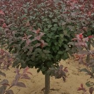 美植袋架值太阳李大量上市产地直销欢迎全国客户打电话
