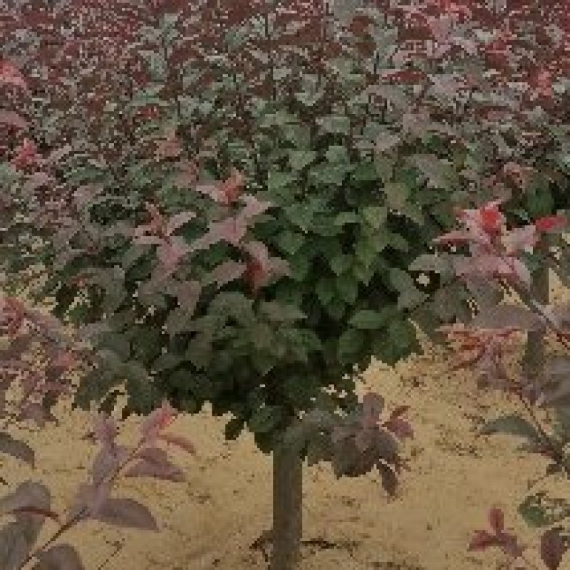 美植袋架值太阳李大量上市产地直销欢迎全国客户打电话