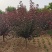 美植袋架值太阳李大量上市产地直销欢迎全国客户打电话