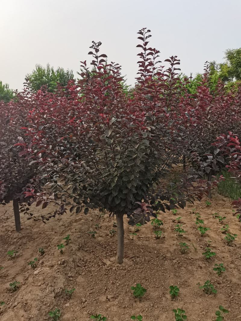 美植袋架值太阳李大量上市产地直销欢迎全国客户打电话