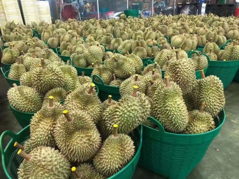 榴莲东方红金枕榴莲品质好价格实惠欢迎下单