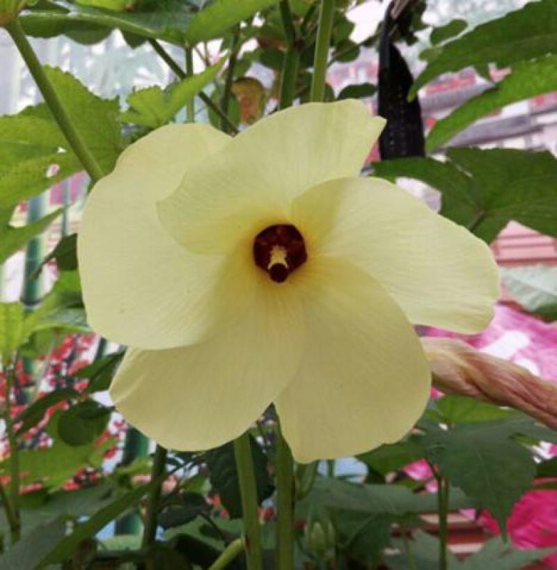 金花葵种子菜芙蓉种子保健蔬菜无名葵种子吃花吃叶阳台庭院