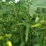 金花葵种子菜芙蓉种子保健蔬菜无名葵种子吃花吃叶阳台庭院
