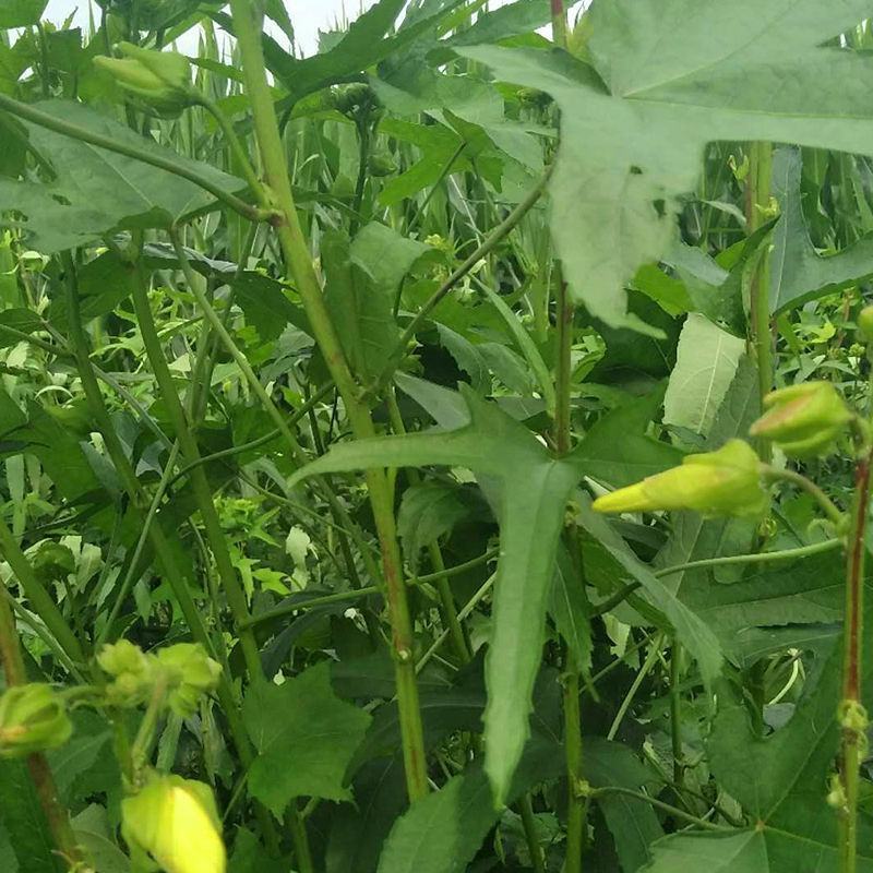金花葵种子菜芙蓉种子保健蔬菜无名葵种子吃花吃叶阳台庭院