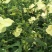 金花葵种子菜芙蓉种子保健蔬菜无名葵种子吃花吃叶阳台庭院