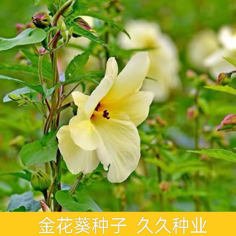 金花葵种子菜芙蓉种子保健蔬菜无名葵种子吃花吃叶阳台庭院