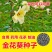 金花葵种子菜芙蓉种子保健蔬菜无名葵种子吃花吃叶阳台庭院