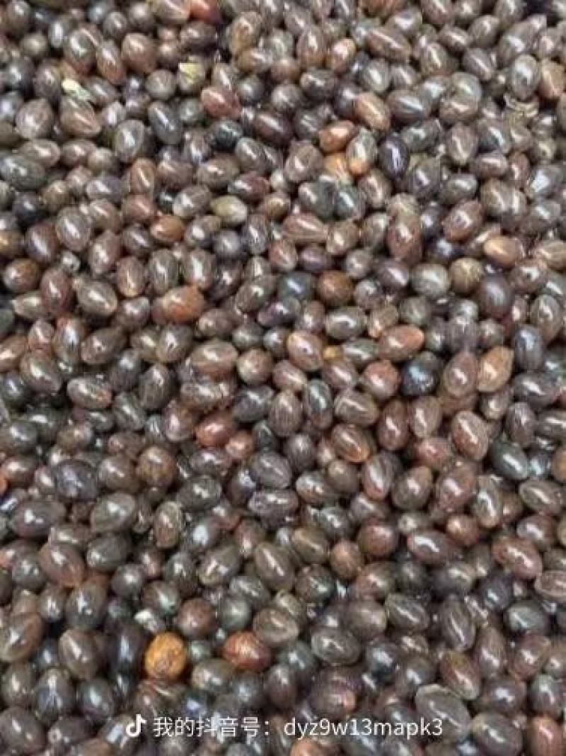 【牛商推荐】玉桂种子，产地直发，质量保证，欢迎进店联系