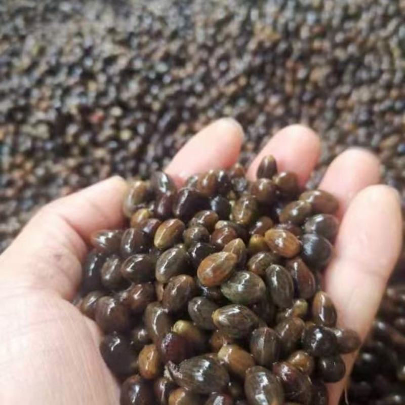 【牛商推荐】玉桂种子，产地直发，质量保证，欢迎进店联系