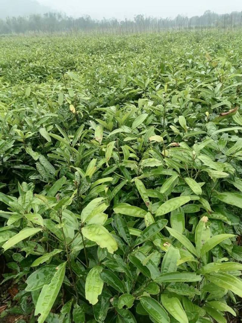 【牛商推荐】玉桂种子，产地直发，质量保证，欢迎进店联系