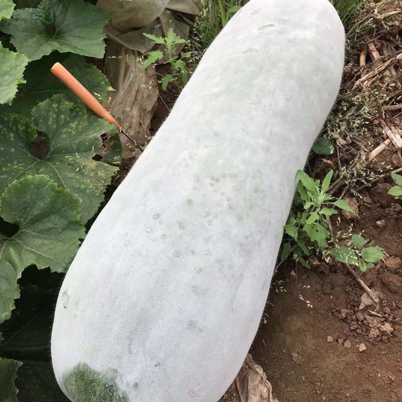【精品】大鹏冬瓜白冬地冬瓜条形好支持代发视频看货
