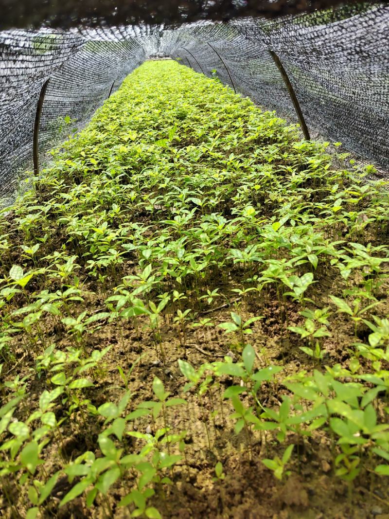 楠木芽苗，金丝楠木苗