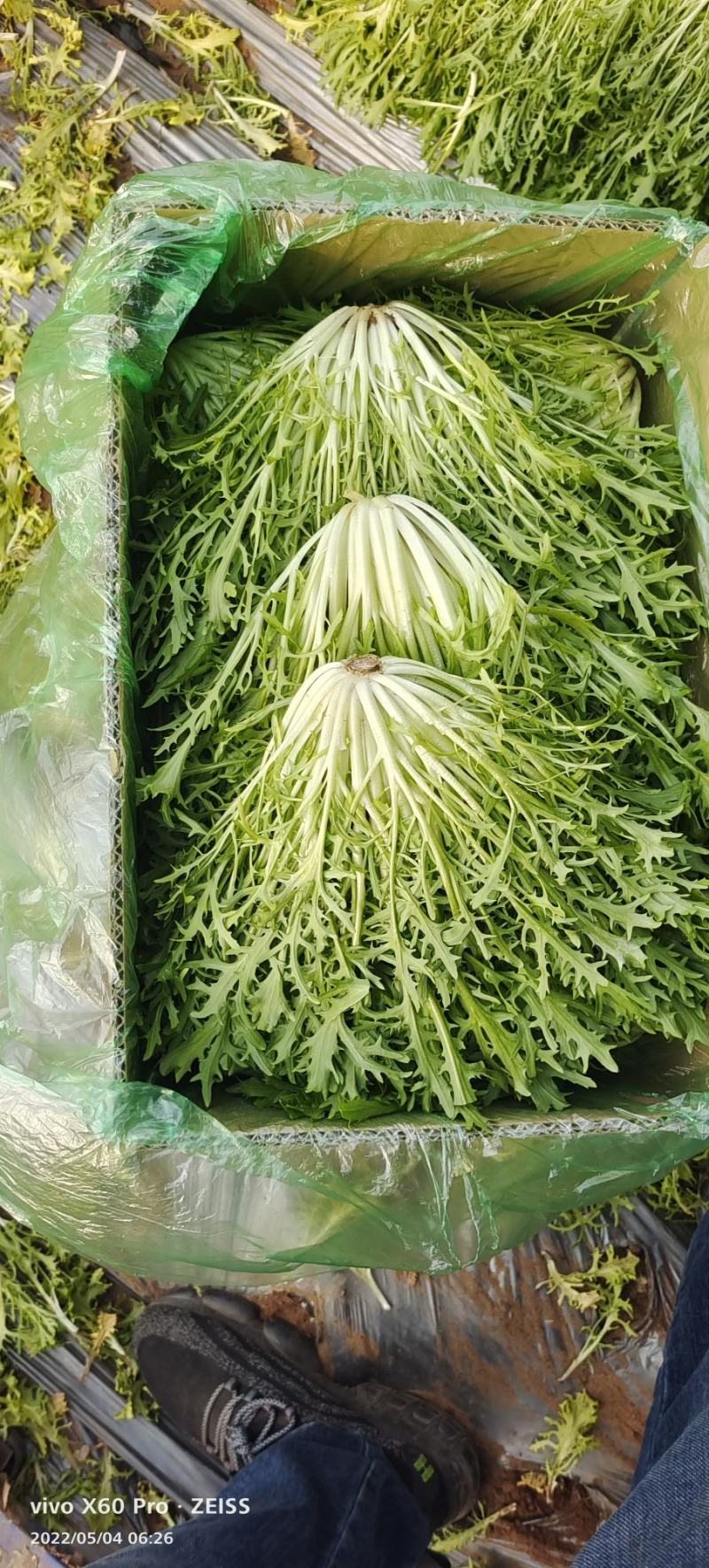 精品苦菊